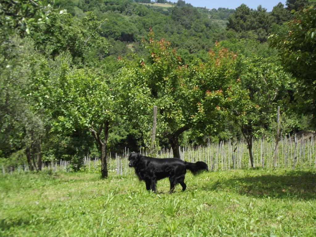 Agriturismo Brasino Fosdinovo Pokoj fotografie